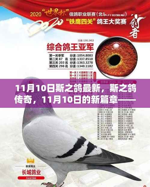 斯之鸽传奇，回顾与展望——11月10日新篇章开启