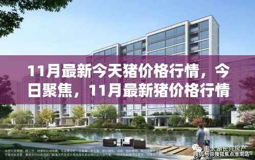 11月最新猪价格行情深度解析与今日聚焦