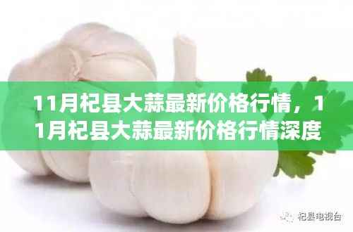 11月杞县大蒜价格行情深度解析与介绍