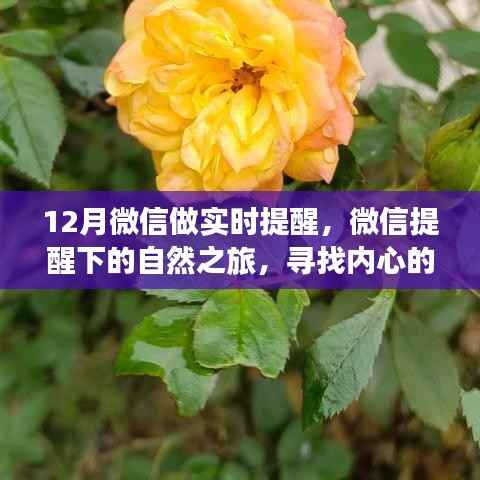 微信实时提醒下的自然之旅,十二种寻找内心宁静与平和的魔法方式