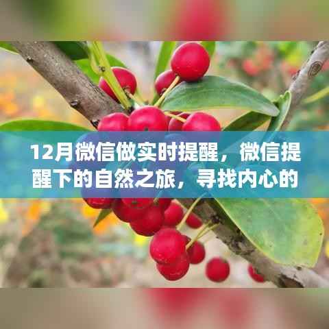 微信实时提醒下的自然之旅,十二种寻找内心宁静与平和的魔法方式