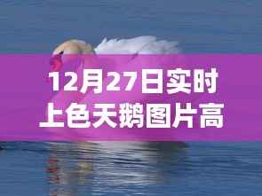 色彩与友情的冬日邂逅,高清上色天鹅图片及冬日天鹅绘