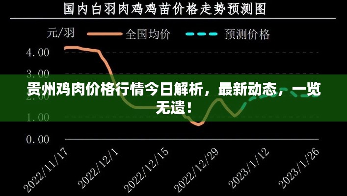 贵州鸡肉价格行情今日解析,最新动态,一览无遗!