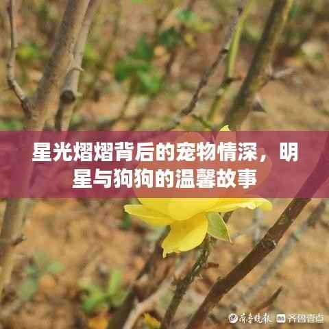 星光熠熠背后的宠物情深，明星与狗狗的温馨故事