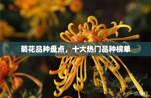 菊花品种盘点,十大热门品种榜单