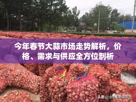 今年春节大蒜市场走势解析,价格、需求与供应全方位剖析