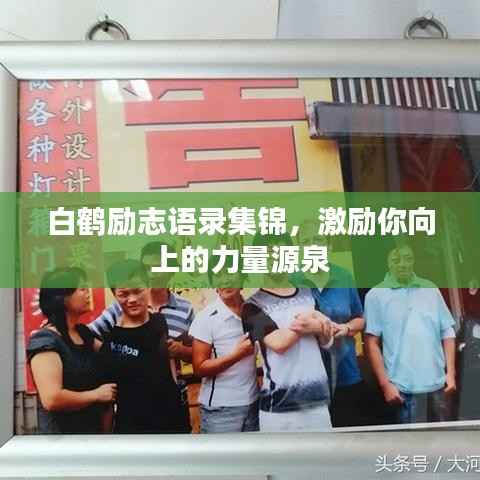 白鹤励志语录集锦,激励你向上的力量源泉